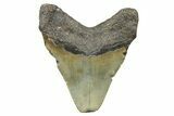 Juvenile Megalodon Tooth - North Carolina #371700-1